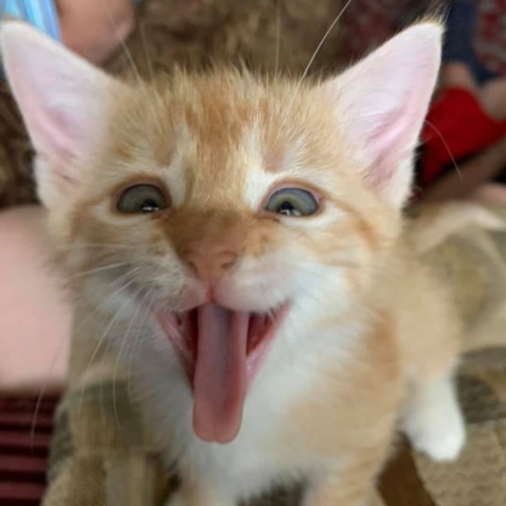 Meet your Posher, Chloe